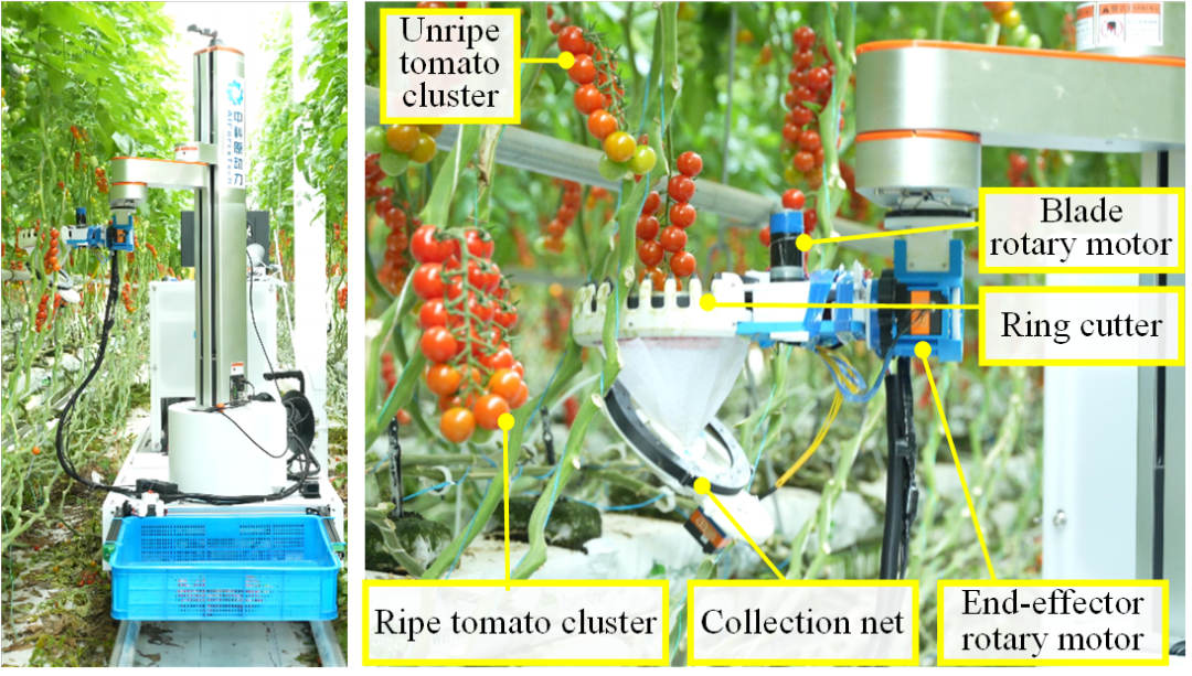 采摘成功率86.67%！北京工业大学×中科原动力联合推出番茄采摘自主机器人AHPPEBot，实现32.46秒快速采摘！